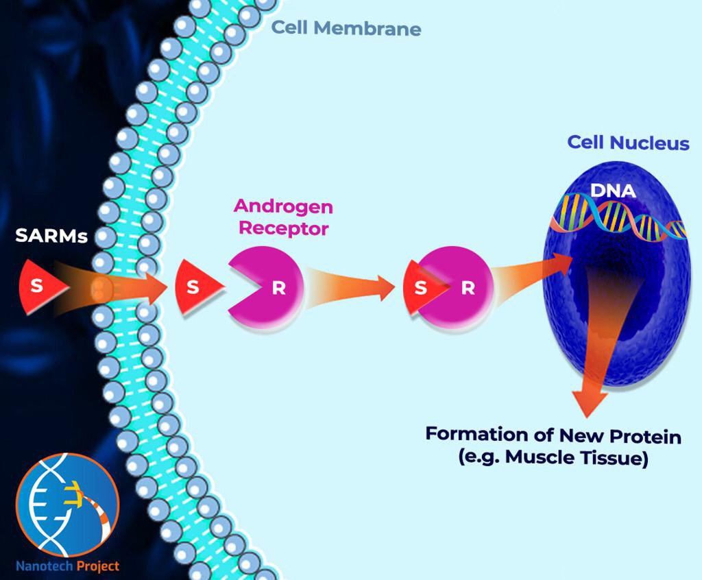 sarms androgen receptors