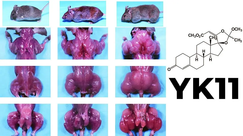 yk11 results lab rats