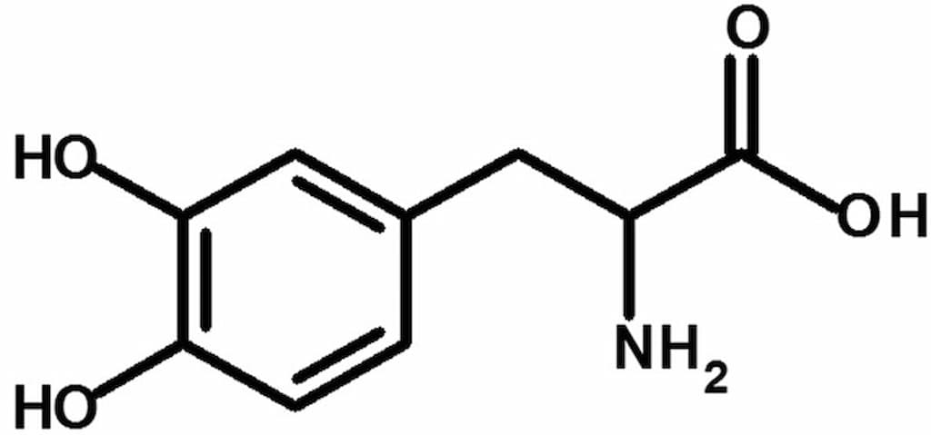 How Does Mucuna Pruriens Work