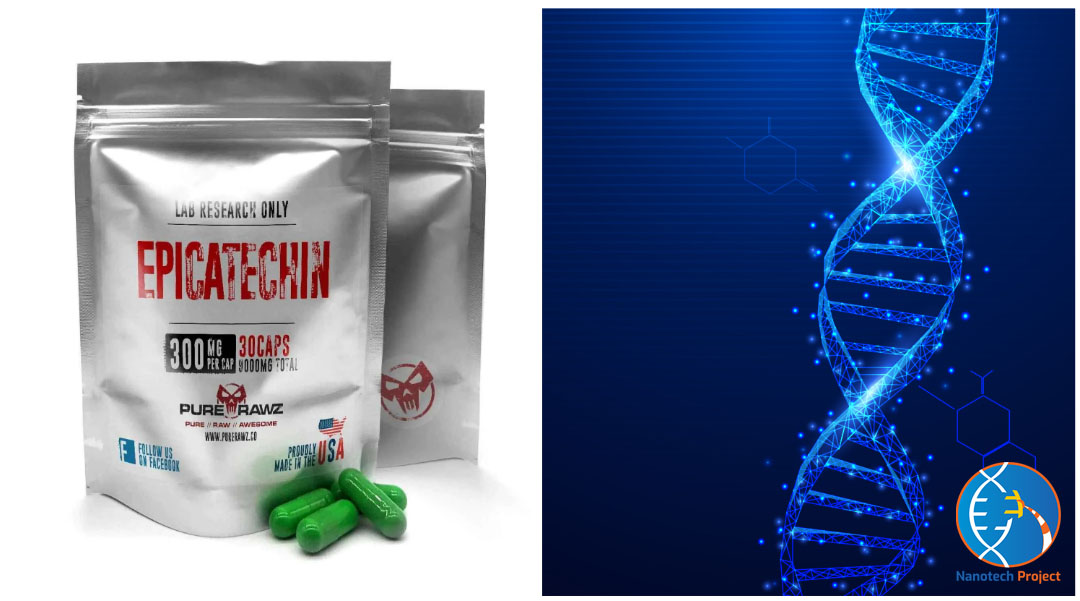 Epicatechin Guide: Exploring benefits, optimal dosage, and more for a comprehensive overview