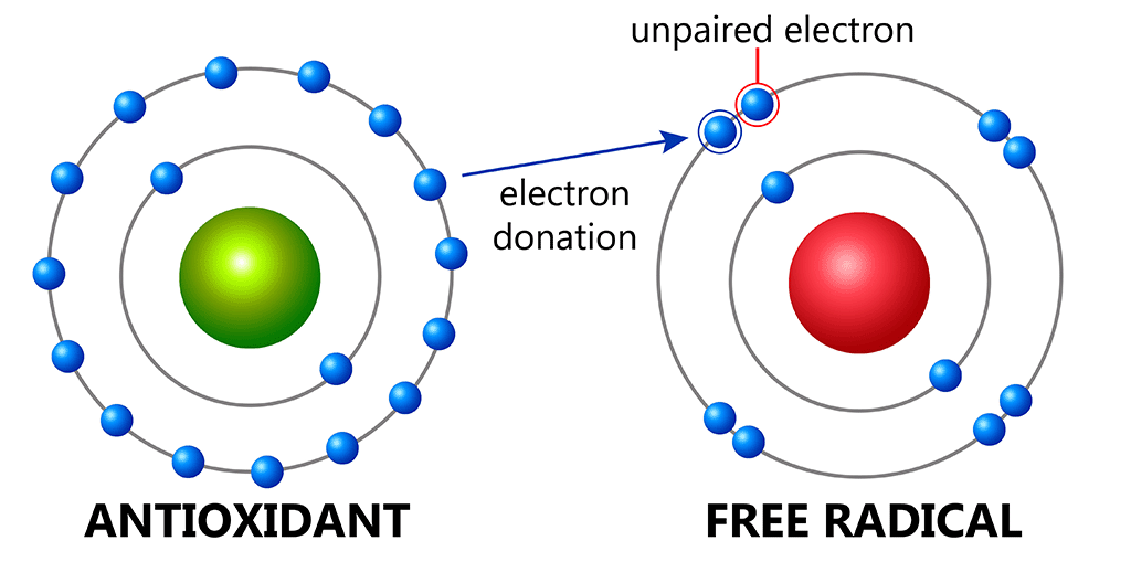 How does Epicatechin Work?