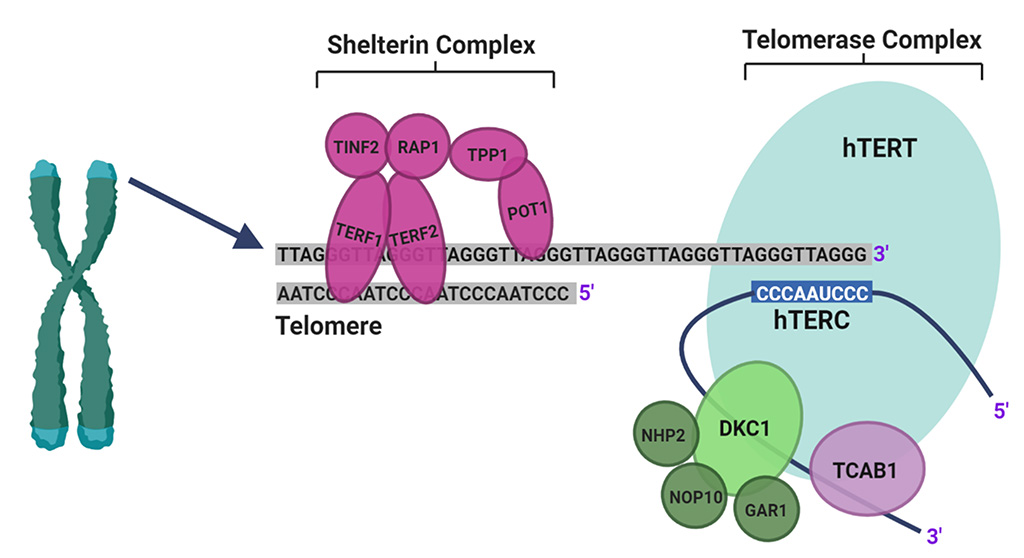 How Does Epitalon Work?